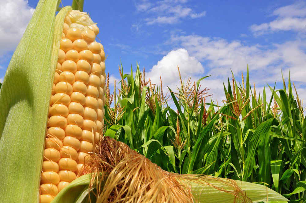 SoutheastAgNet's tweet photo. Corn Industry Meet with Mexico Regarding Trade https://t.co/P01QdjUtEu https://t.co/41x1YHljoj