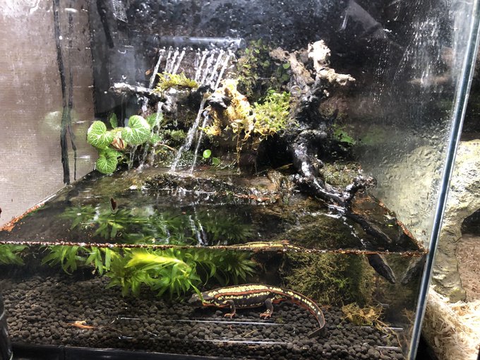 アナカリスの植え方 砂利へ上手に根付かせる方法とは Every Day