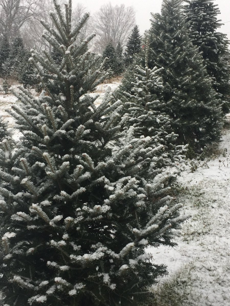 darlingtreefarm's tweet photo. Did you enjoy the snow as much as we did today? https://t.co/r4AW5eUkSX