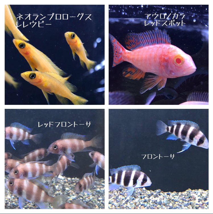 半田水園 春日井店 Twitterren 今いるアフリカンのご紹介𓆟 シクリッドが15種類と アフリカンと一緒に混泳できるナマズのシノドンティスマルチプンクタートゥスです フロントーサ以外はみんな 成長しても大体10cm前後になる子たちで