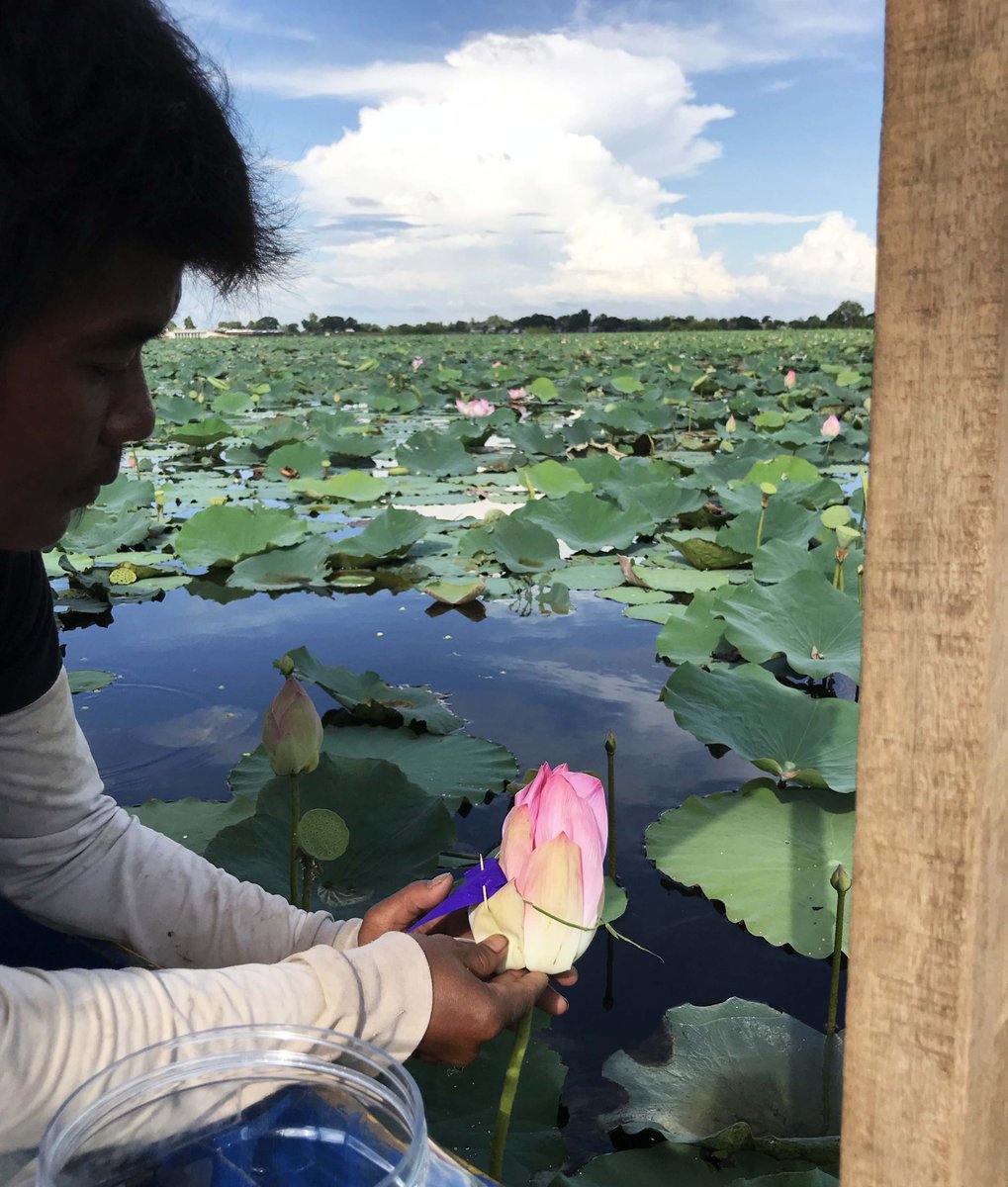 DiviniTea_Lotus's tweet image. Meet Sophal! 
He's one of the first being that much supportive in monitoring our tricky processes!
#fairtrade #divinitea #sustainable #organictea #organic #lotustea #socialcompany #ethical #ecofriendly #socialproject #healthydrink #madeincambodia