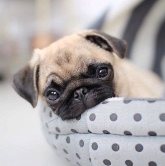 パグばかり 動画 Ge Ki Kawa Twitter