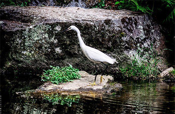 marla29's tweet photo. L'aigrette en balade
#brest #bretagne #ilovemycitybrest #loves_animals #nature #naturephotography #naturelovers #wildlifephotography #birds #instanature #nuts_about_birds #nikon #nikontop #amateurphotography #instagood #instagramer #photography #ig_capt… https://t.co/fdKOc2GFXu https://t.co/9EFpEHZqe8