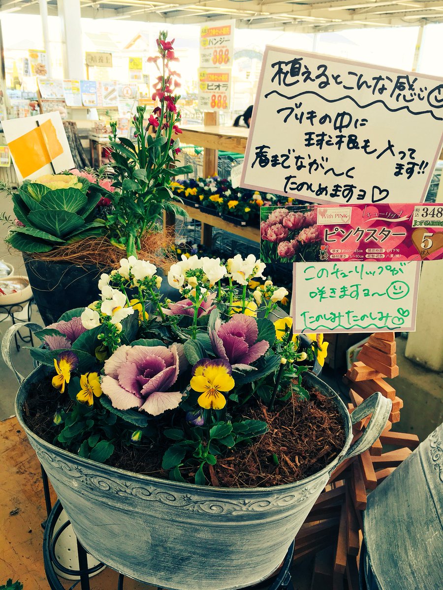 ジョイフル本田 ガーデンセンター ガーデンセンター幸手店 寄せ植えセットに 球根をプラス 4株苗のビオラと葉牡丹を 使って春まで長く ながーーく楽しみましょう 寒さ避けのガーデンモスが 付いてくる 寄せ植えセット 花選びに困ってる