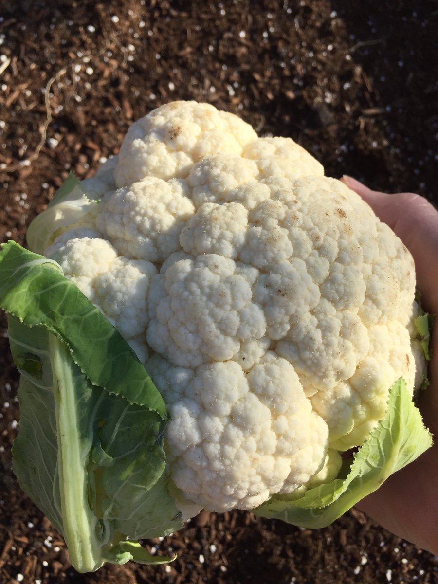 HeirloomJim's tweet photo. Heirloom Snowball Cauliflower. Cauliflower contains sulforaphane, a sulfur compound that has also been shown to kill cancer stem cells, thereby slowing tumor growth. https://t.co/duHqDQmGCE