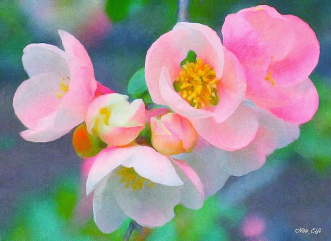 木瓜の花のtwitterイラスト検索結果 古い順