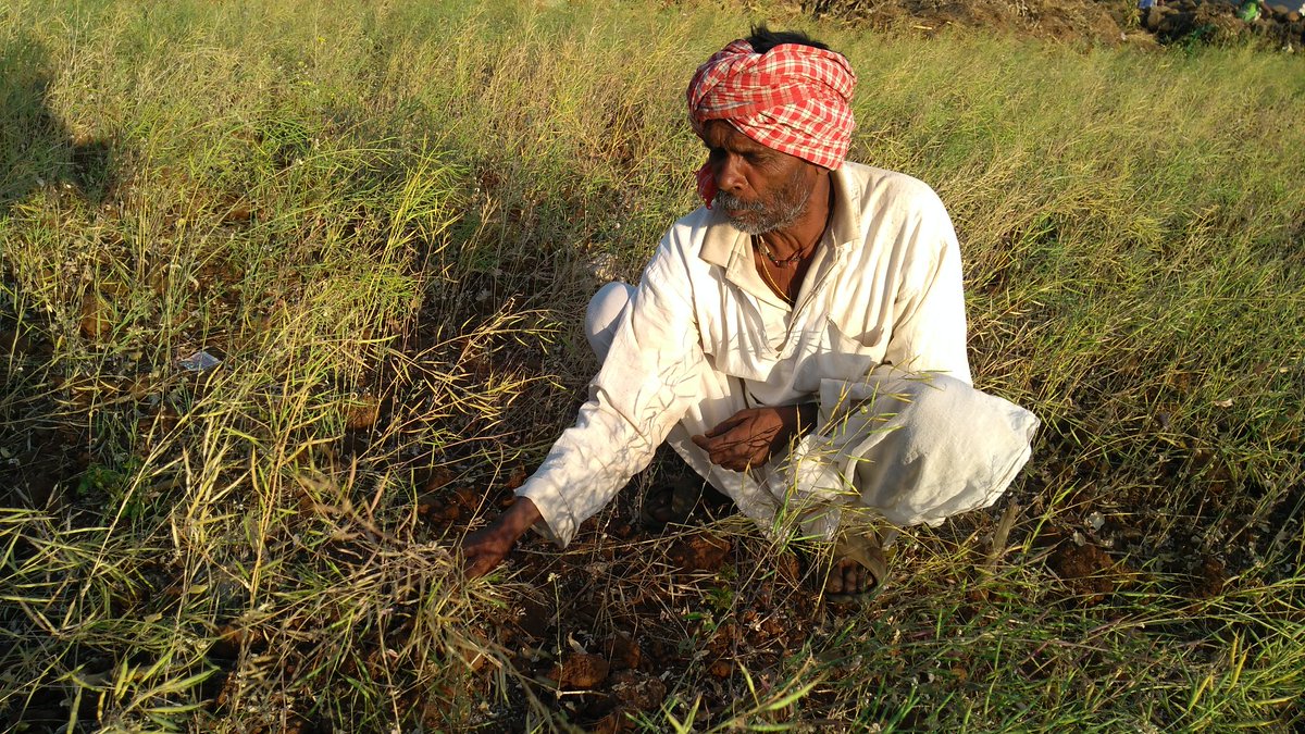 mandla_organic's tweet photo. T101217  Organic farming by tribals of Mandla https://t.co/IGoMINGFtN supporting member by #MOKPCL @mandla_organic @preetimaithil @ChouhanShivraj @CMMadhyaPradesh @PMOIndia @AgriGoI @MandlaZp https://t.co/Q2t6fKJ9F7