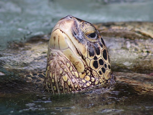 Semioptera's tweet photo. Hawaiian Monk Seal (Neomonachus schauinslandi)
False Killer Whale (Pseudorca crassidens) x Atlantic Bottlenose Dolphin (Tursiops truncatus) - Hybrid
Green Turtle (Chelonia mydas)
@SeaLifePark #Zoo #Seal #Dolphin #Turtle https://t.co/ZYCfrYyCiU