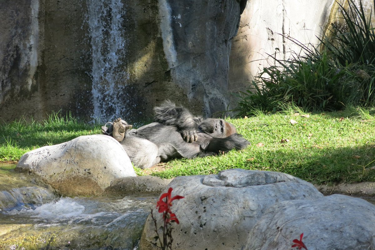 DrAmyParish's tweet photo. 🎶Groovin' on a Sunday afternoon
Really couldn't get away too soon
We'll keep on spending sunny days this way
We're gonna talk and laugh our time away
I feel it comin' closer day by day
Life would be ecstasy, you & me endlessly🎶
#TheRascal
#SanDiegoZoo #Silverback #SundayFunday https://t.co/QfiEUvMEwg