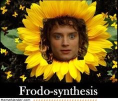 Chlorob1ast's tweet photo. Frodo-synthesis is Frodo-better. Vote Chloroplasts!
#HHSCELLection https://t.co/ecENCuw7kt