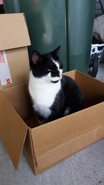 petsonthenet's tweet photo. Torbay, Auckland. Pixie is lost! "We have lost our cat Pixie, she isn’t a large cat and is back and white with her tummy white and her back and  back of head is black. She has quite a high pitched meow and is a bit  nervous. 

See https://t.co/KnBVEeFcxy https://t.co/e26yP0MfDX