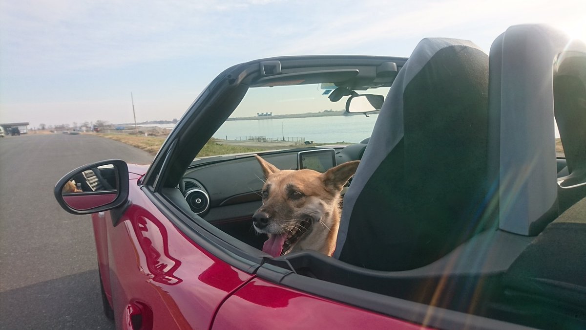 犬バカライダー Gsr 冬が本番 犬とオープンカー 相棒アバルト 124spider