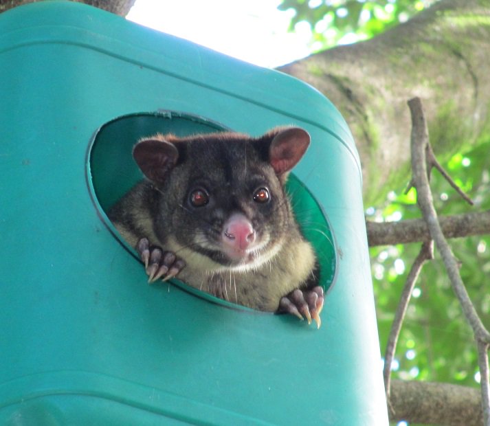wlt_au's tweet photo. Learning to co-exist with urban wildlife can be hugely rewarding. Check out these useful tips for living in harmony: https://t.co/NO6afmRITm https://t.co/rpWae9q5Ah