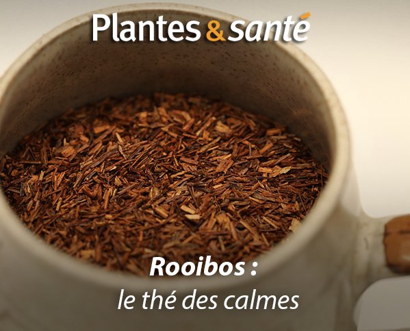 Image de la semaine / Le Rooibos
Vertues médicinales : urlz.fr/5wTB &amp; urlz.fr/5wTE