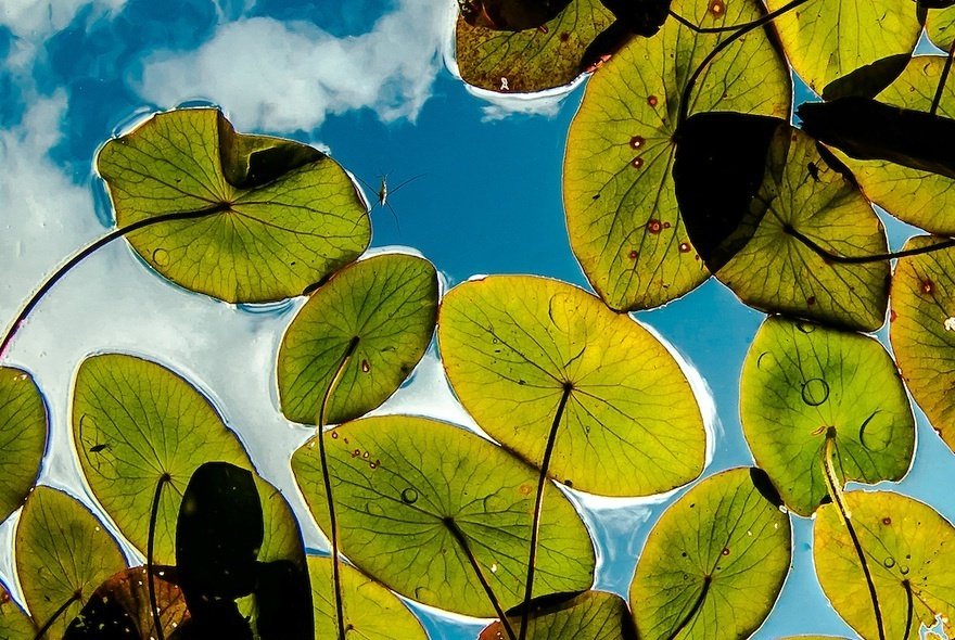 CGdrawing's tweet photo. Pond world🐟
Canadian photographer Eiko Jones https://t.co/9yY3pqAst2