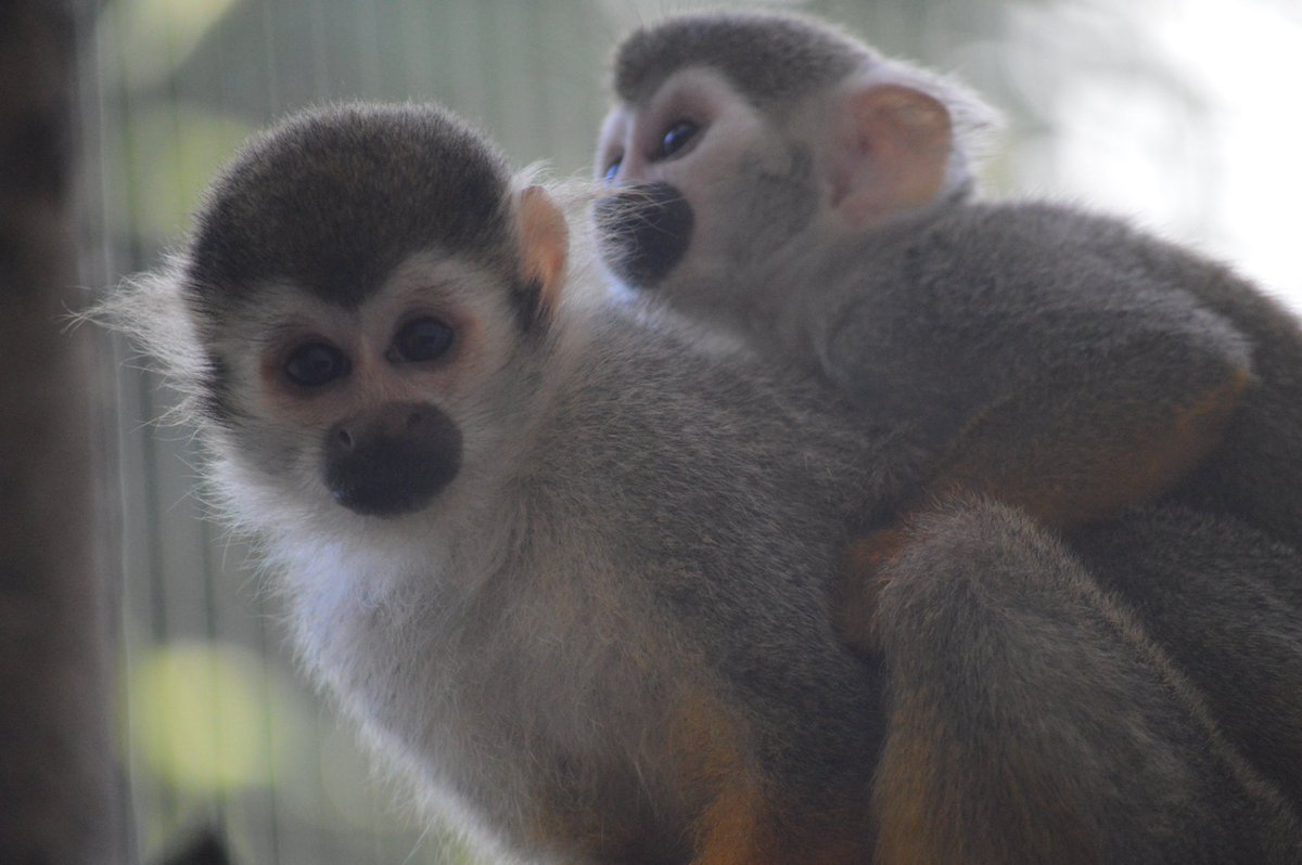 ネオパークオキナワ 公式 Twitterissa 担当者堀内に リスザル の見分け方を教えてもらいました 体の大きさである程度見分けて ティーチ は耳毛が ターチ に比べて多く ターチ はゴリラ顔 らしいです 私は 耳毛はわかるのですが ゴリラ顔