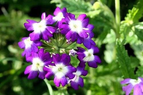 切ない花言葉 در توییتر 紫バーベナ 小さな花が傘状に集まって咲く花 周囲から順に花を咲かせるため 輪の形に花がつらなります 花言葉は 私はあなたに同情します