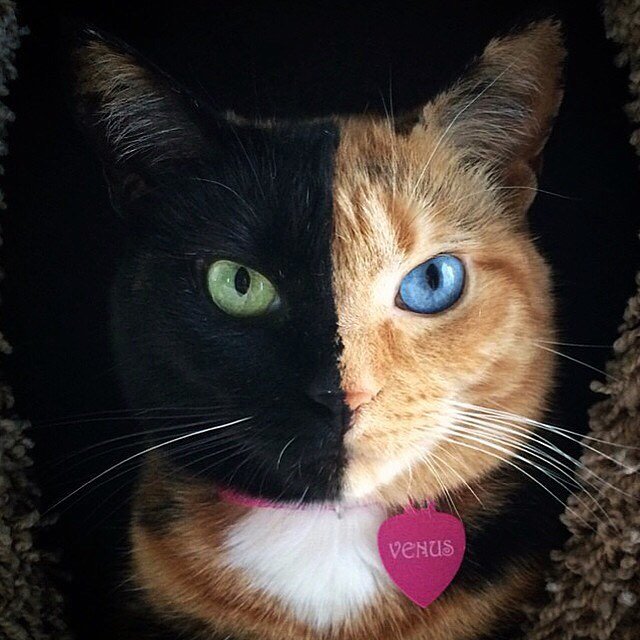 PyroPetCandles's tweet image. How beautiful! 💖
📸 Venus the Two Face Cat #cat #cats #pet #kitty