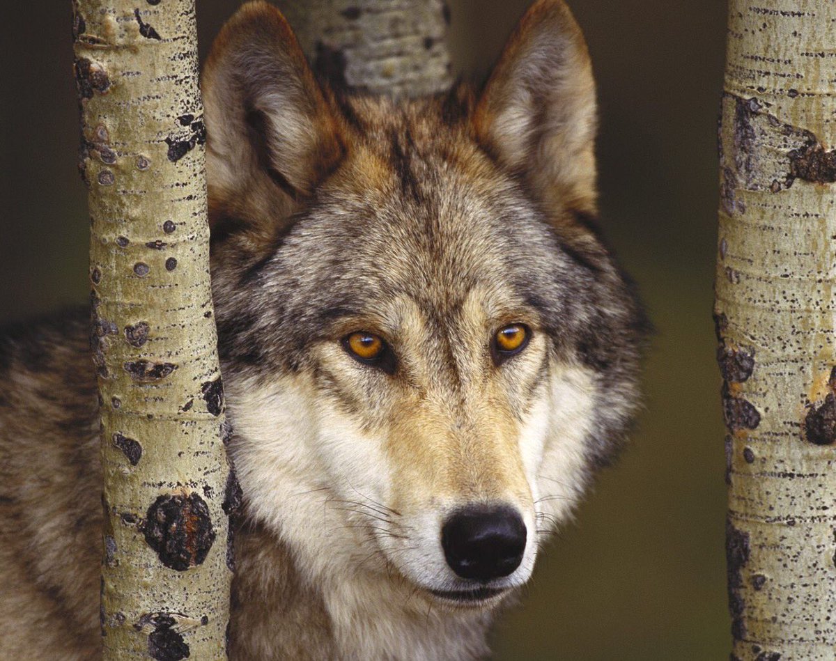 MesMitch's tweet image. There are times when
Shades vanish ;
Pain stops.
There are times 
#StandforWolves
#SavetheWild
#loveofmylife 
#keepwolveslisted
#SavetheESA
#BoycottBeef
#Wolves
#WOLFPACKSTRONG 
#Wolfie 
#livesinourhands
#EndangeredSpeciesAct 
#Yellowstone