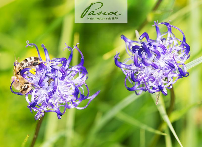 #Teufelskralle ist nicht gleich Teufelskralle
Hier erfahren Sie mehr: pascoe.de/service/newsle…
#Gesundheit #PascoeNaturmedizin