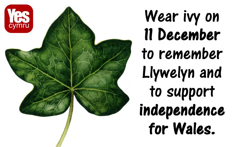 YesCymru's tweet photo. 11 December - day to remember #Llywelyn our last Prince (not the imposters since then) and show your support for #indywales. Wear an ivy and share the photos. https://t.co/VaAB0BfCR0