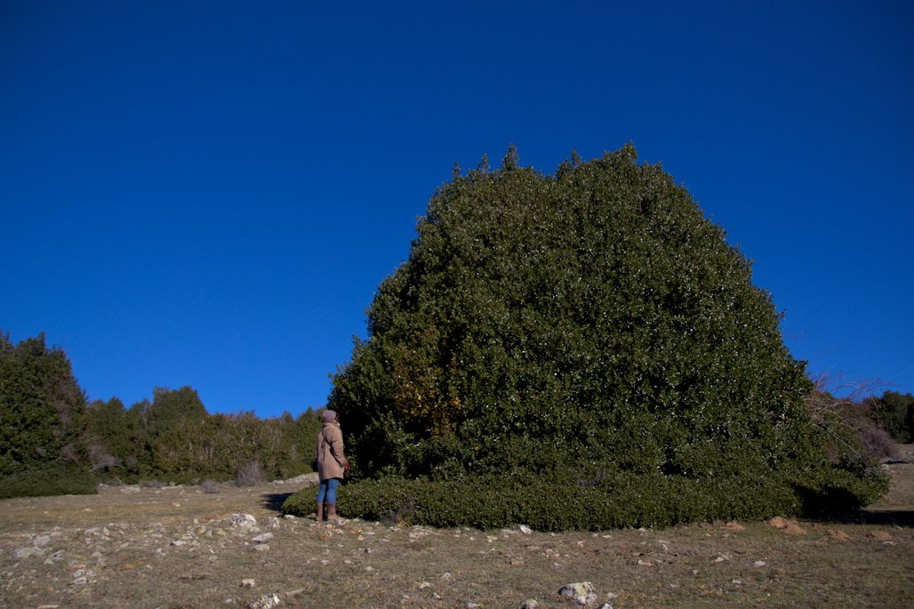 El Acebal de Garagüeta en #Soria, uno de los bosques de #acebo más extensos de Europa. tokitan.tv/acebal-garague…   #naturaleza #senderismo #sorianitelaimaginas #castillayleonesvida