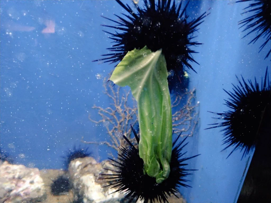 ウニがキャベツを取り合っている画像。ウニってキャベツを食べるのですね。