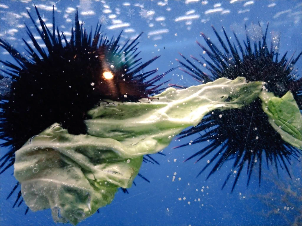 ウニがキャベツを取り合っている画像。ウニってキャベツを食べるのですね。