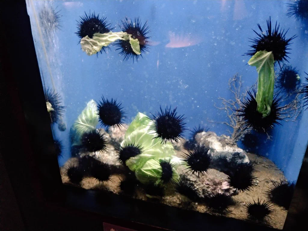 ウニがキャベツを取り合っている画像。ウニってキャベツを食べるのですね。