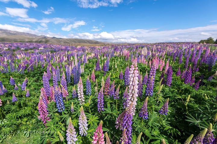 Russell Lupines - Tekapo, New Zealand [1024 x 684] [OC]