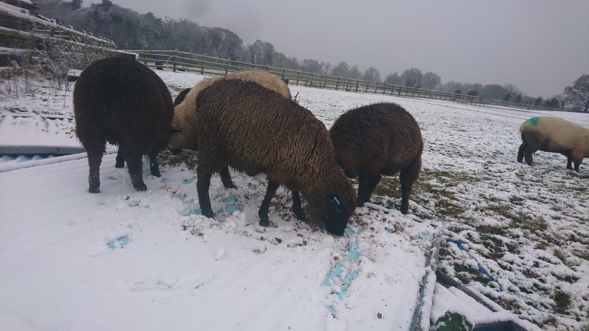 Beb High School Farm tweet media