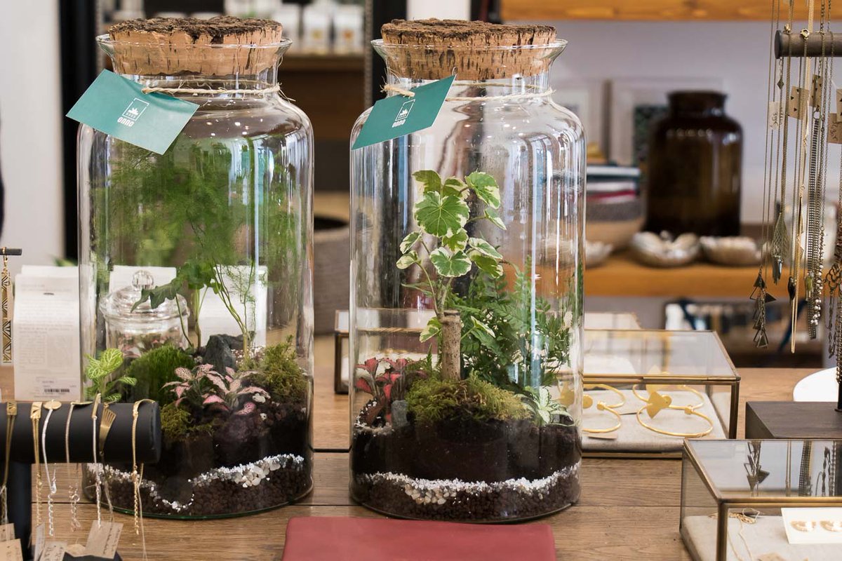 onnorium's tweet photo. Merci @MATHUVU pour cet article sur les terrariums Onno !  A lire sur le site de Maison Mathûvû https://t.co/7UYzm6o7Oc https://t.co/CPIcA91ogH