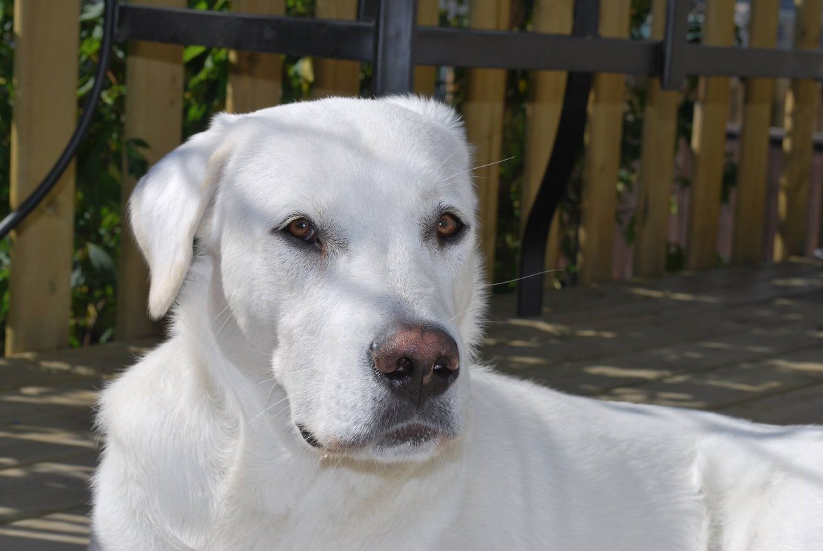 カメラの学校 公式 続けて カメラの学校写真投稿コーナーに寄せられた写真を紹介する そらてぃぐさんより 秋晴れ ウッドデッキでくつろぐ犬 走る犬 犬と青空 だ いっぱい写真を撮ってもらえて 愛されてる感じが伝わってくるぞ 走る