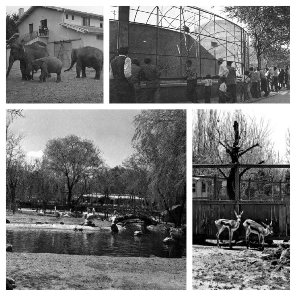 Atatürk Orman Çiftliği Hayvanat Bahçesi’nden 1950’li yıllara ait bir kaç kare... #Ankara