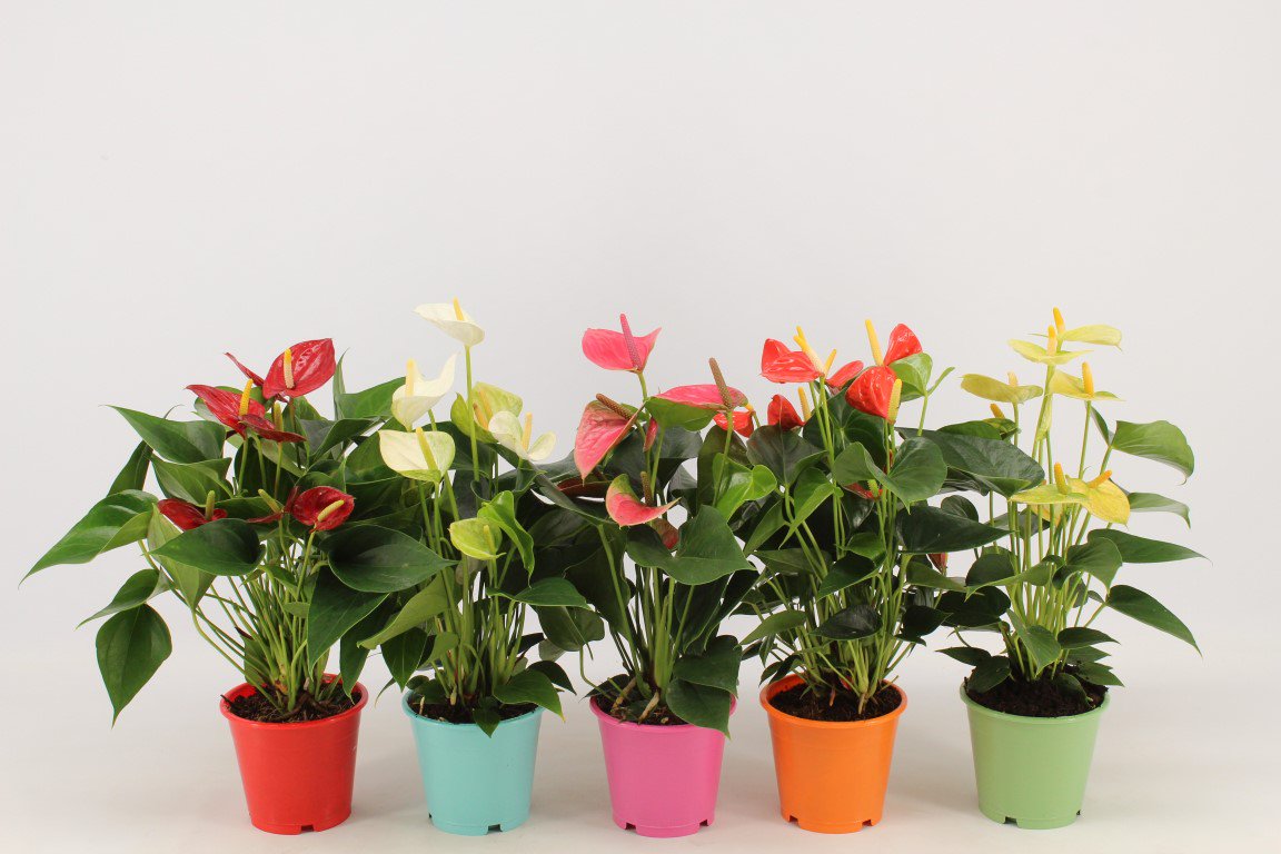 #CodeRood of #codeoranje, bij Houwenplant bent u het hele jaar door aan het juiste adres voor rode en oranje #Anthuriums, maar ook voor allerlei andere mooie kleuren. En nu ook beschikbaar in gekleurde kweekpot voor de 12 en 14cm.