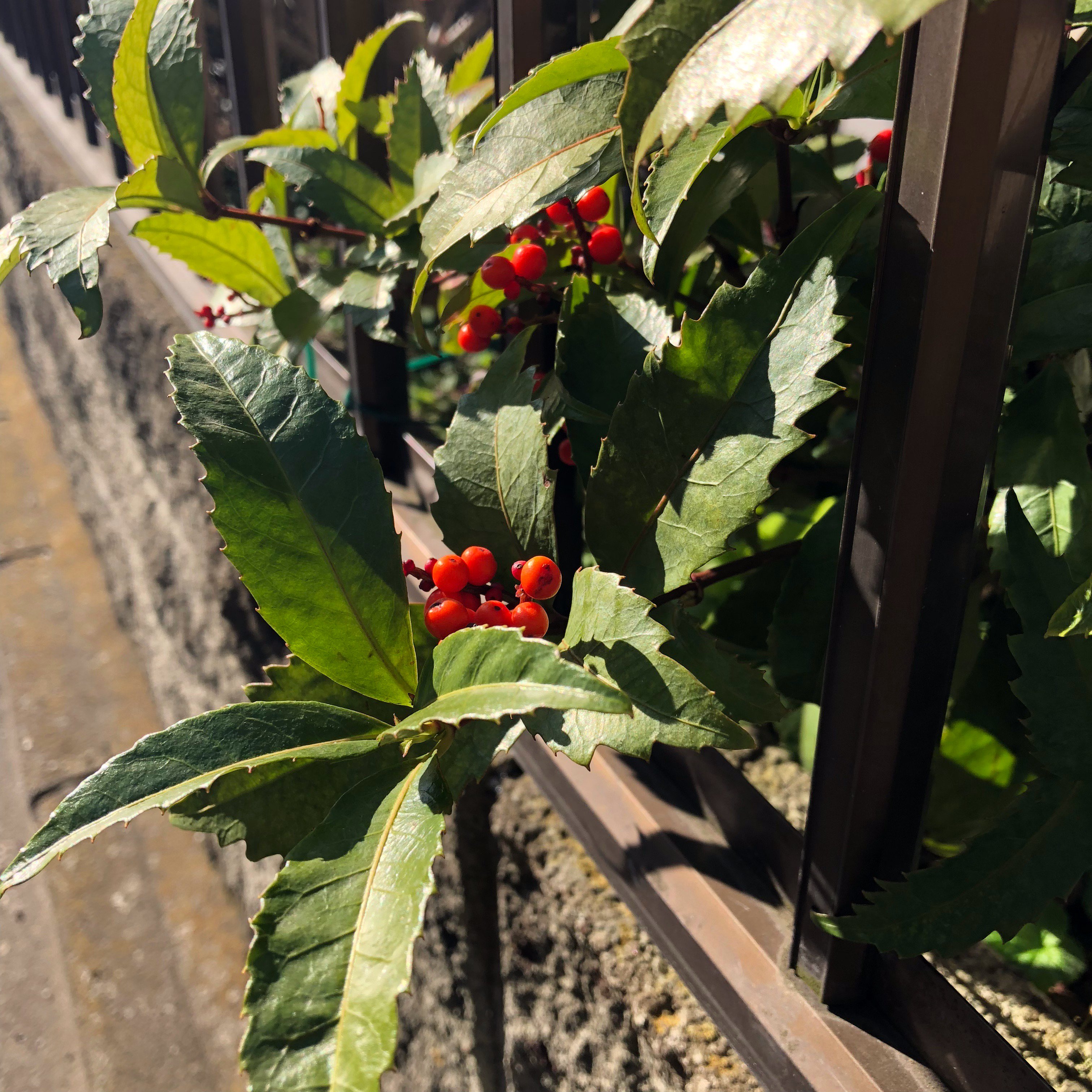まめつぶ屋 豆粒町の花暦 秋に見られる赤い実 たち 今年こそはナゼニのように見分けられるようになるべく一つ一つ調べていくことにしました 第ニ弾 千両 せんりょう ぎざぎざの葉っぱに 上向きに赤い実 名前がめでたいので お正月の縁起物として