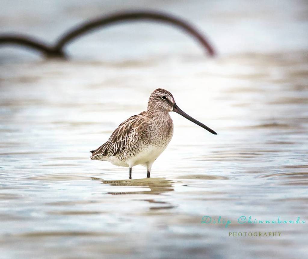 dilip_twt's tweet photo. #Asiaticdowitcher #olangoisland #olangobirdsanctuary #cebu #philippines #iucnredlist "This species is classified as Near Threatened because, although it is quite widespread, it has a moderately small population overall and this is thought to be in declin… https://t.co/S3kK7Ti5qU https://t.co/cJd0cUK9pH