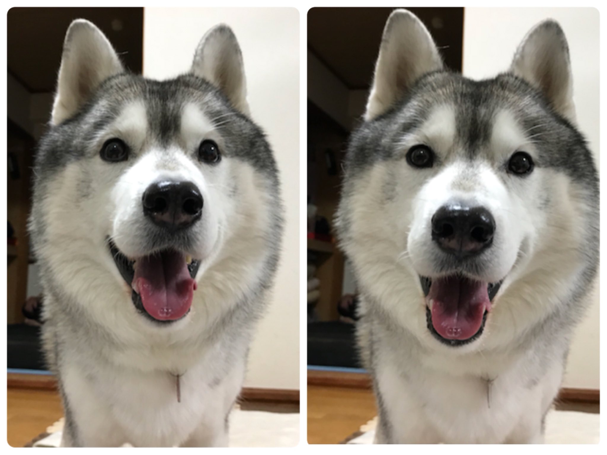 プピプピ文太 No Twitter 文太の写真を撮ったら 偶然立体視できる角度で取れたので 立体視用に並べて見ました 文太を立体的に見たい方は 是非挑戦して見て下さい 立体視って何 っていう方は 是非ネットで調べて見て下さい 目の焦点をぼかしてこの画像を プピプピ文太 No Twitter 文太の写真を撮ったら 偶然立体視できる角度で取れたので 立体視用に並べて見ました 文太を立体的に見たい方は 是非挑戦して見て下さい 立体視って何 っていう方は 是非ネットで調べて見て下さい 目の焦点をぼかしてこの画像を