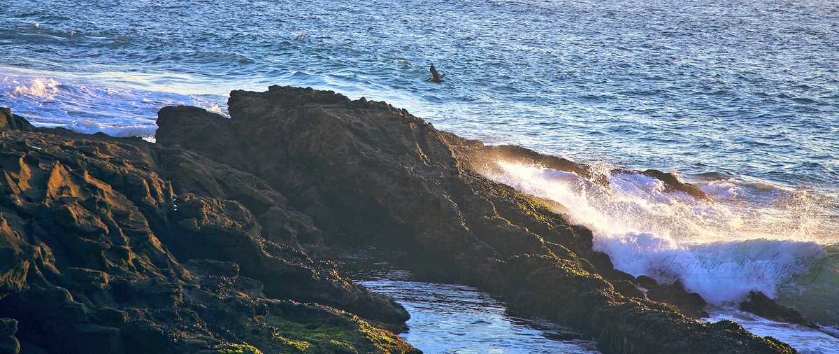 josefina_photo's tweet photo. I’ve been slowly adding photos of my travels/nature to a different instagram account/my website. So if you’re into that kind of thing...
https://t.co/AWTFK5X7gH
https://t.co/ACziNDeKEe
#lagunabeach #theoceaniscalling #lonehunter #josefinaphoto https://t.co/vjyBBFl3SH