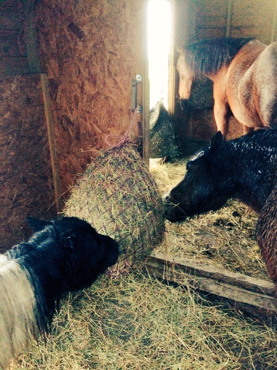 EmmaManwaring's tweet image. Neddy duvet day #tracksystem #freechoice #shelter #freerangeequine