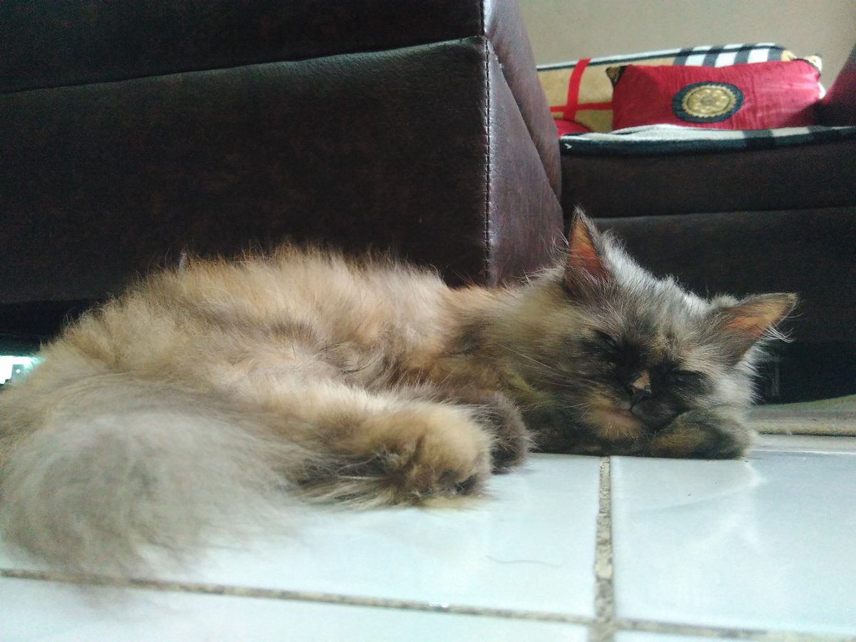 SilverAluminide's tweet photo. My cat is way better at being a strong independent woman than I can ever hope to be https://t.co/iIXLjKbqqv