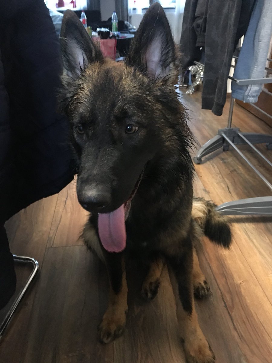 Sabrina13121991's tweet photo. #11monthsoldtoday #4weeksthenyouare1yearold #amalie #GermanShepherd #mydogsmylife #ichliebemeinefellnasen https://t.co/3Dgi1kaIz0