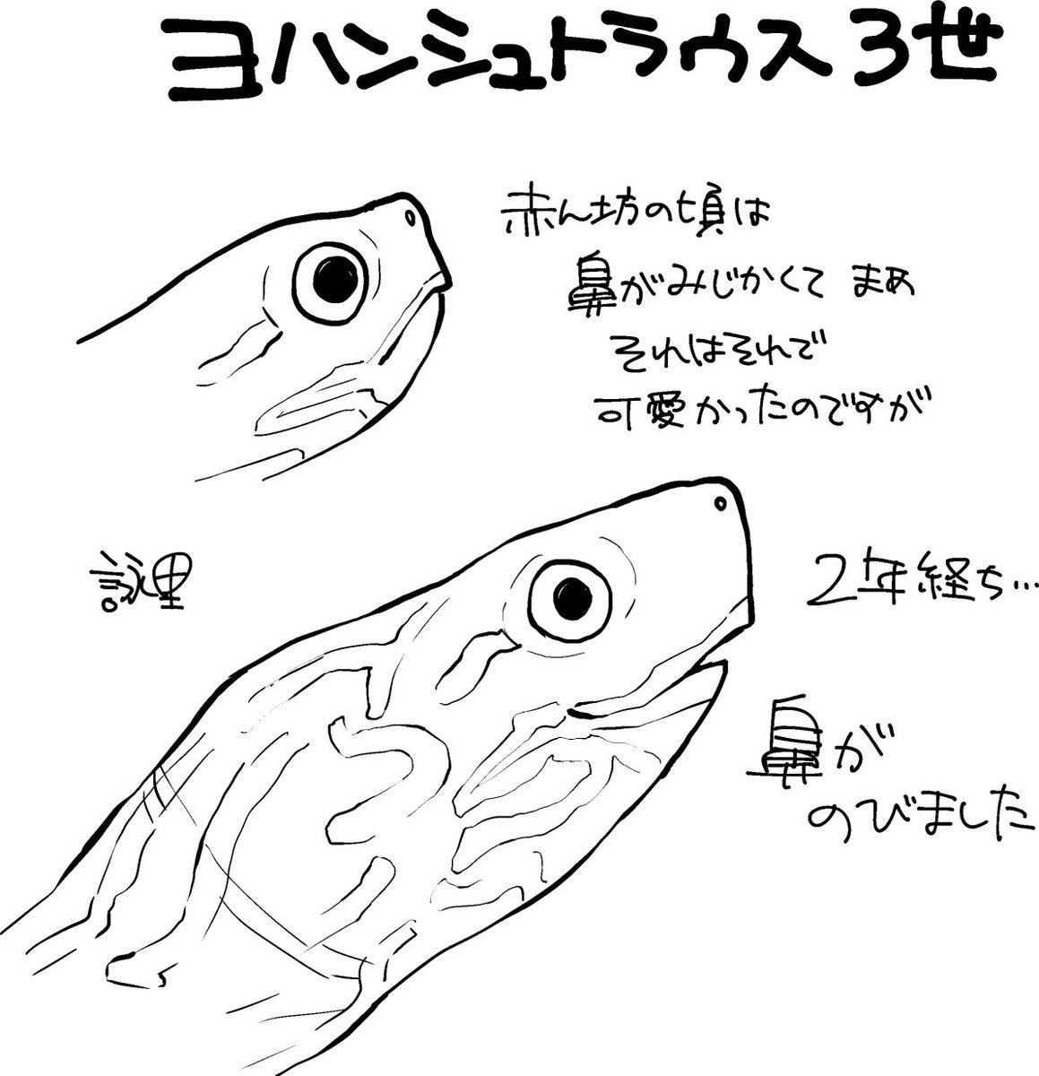詠里 Eiri No Twitter 亀も成長とともに人相 人ちゃうけど が変わる瞬間があるらしく 鼻ペチャだった3世もいつのまにか大人 の亀の顔になっていました 顔だけ 詠里 Eiri No Twitter 亀も成長とともに人相 人ちゃうけど が変わる瞬間があるらしく 鼻ペチャだった3世もいつのまにか大人 の亀の顔になっていました 顔だけ