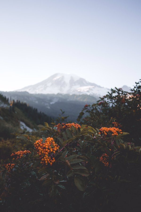 American Nomad tweet media