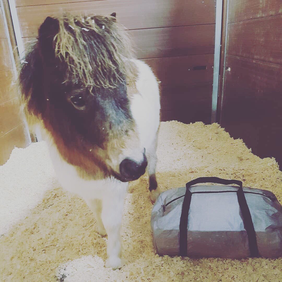Pandora the #OlympiaHorse mascot, packed and ready for the week ahead! <a href="/shetlandponygn/">Shetland Pony</a>