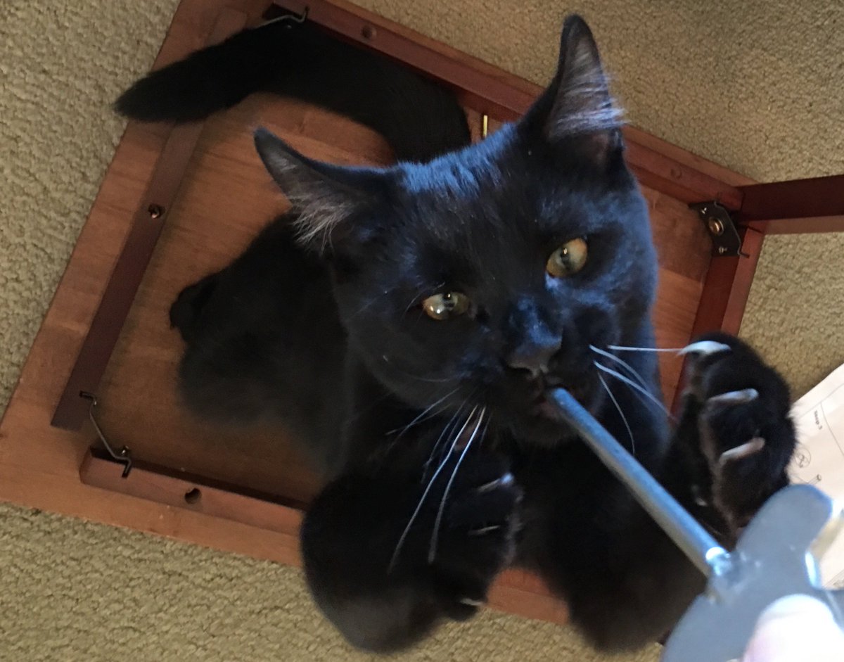 Treebelly's tweet image. in rescuing him
i set chaos in motion
small cat, big messes

 #haikuchallenge(small)