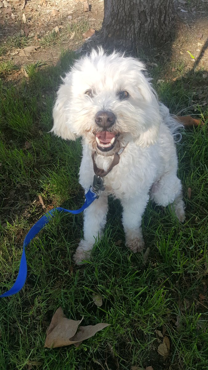 animalsruleorg's tweet photo. Let me just dab at my eyes a bit so I can see the tweet button,included adoptable Benji to represent all 2nd chance dogs who just need our time, energy & ❤ #trainwithlove
#AdoptDontShop #Secondchance #dogsmakeusbetter #dogworld #UnconditionalLove #Dogs #love #animalsrule https://t.co/naxi0rdmTi