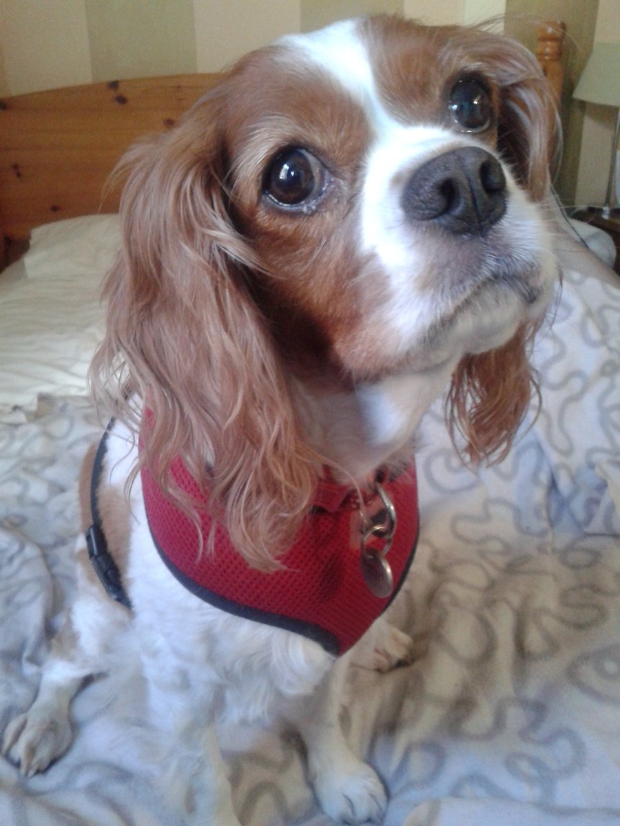 SneakyCavaliers's tweet photo. Happy 8th birthday to Izzy Bizzy! 🎂🎈🎁 #birthday #cavalierkingcharlesspaniel #8today https://t.co/AbXI3xqKpo