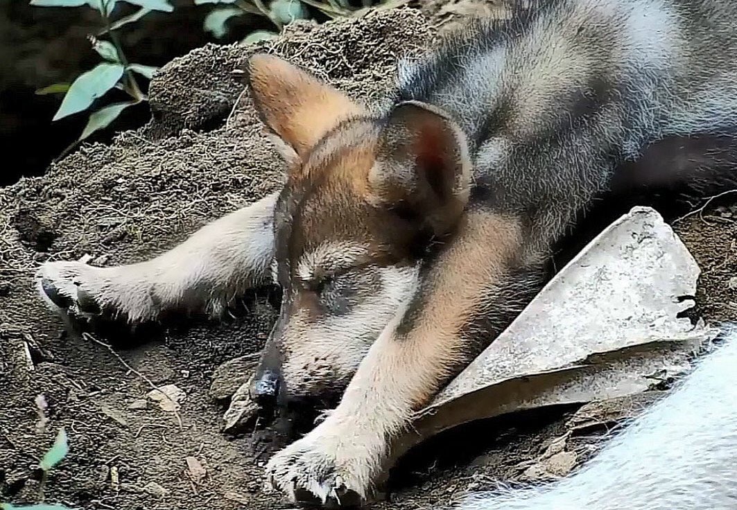 nywolforg's tweet image. #MondayMotivaton is an oxymoron.