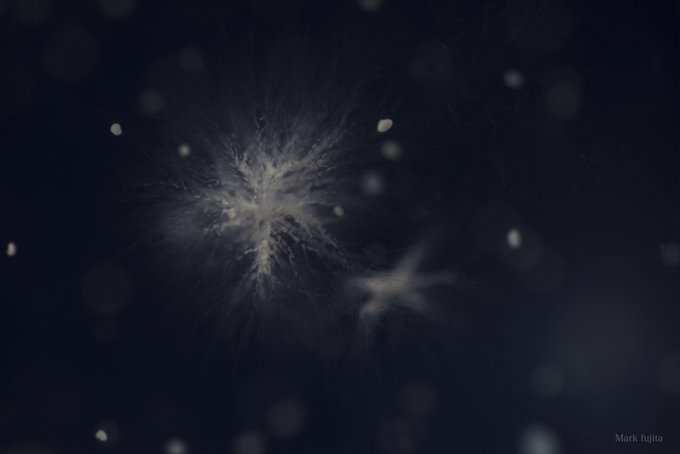 カビのtwitterイラスト検索結果 古い順